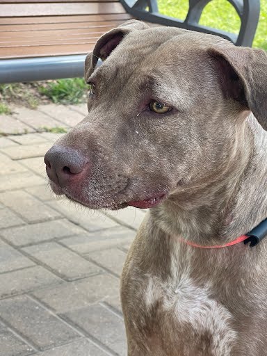 ZARIAH - American Pit Bull Terrier available for adoption