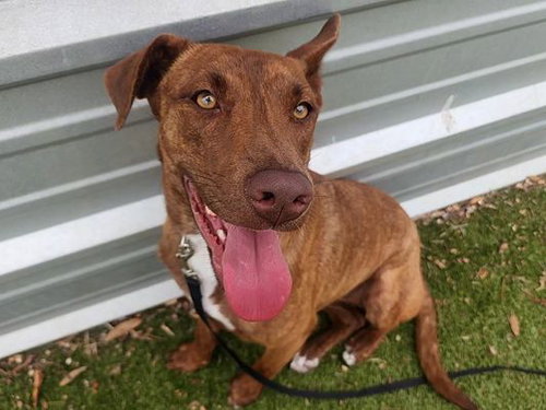 *BRINDLE BRIDGET - Labrador Retriever available for adoption