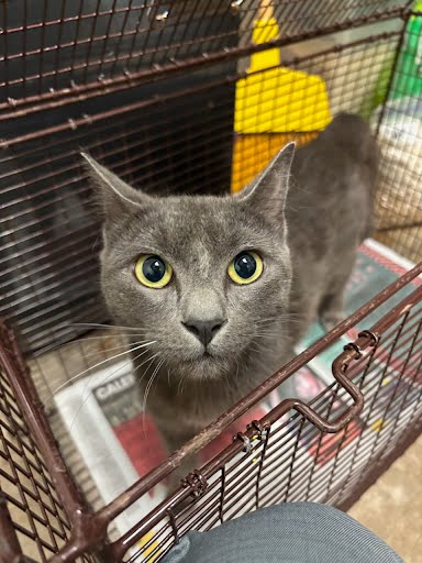 BERLIOZ - Domestic Short Hair available for adoption