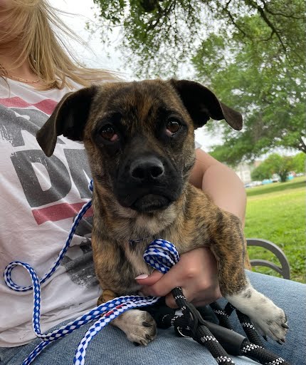 adoptable Dog in Austin, TX named *LADY BUG