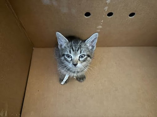 *BLANCHE - Domestic Short Hair available for adoption
