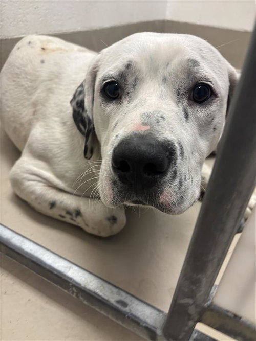 *PAULO - Pit Bull Terrier available for adoption