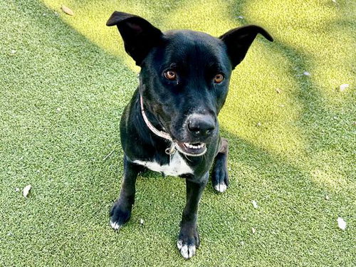 *LULU - Labrador Retriever available for adoption
