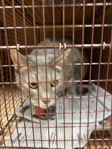 ASH - Domestic Short Hair available for adoption