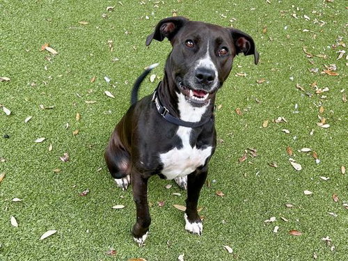 *VIVIAN - Labrador Retriever available for adoption