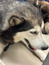 adoptable Dog in  named *ECHO