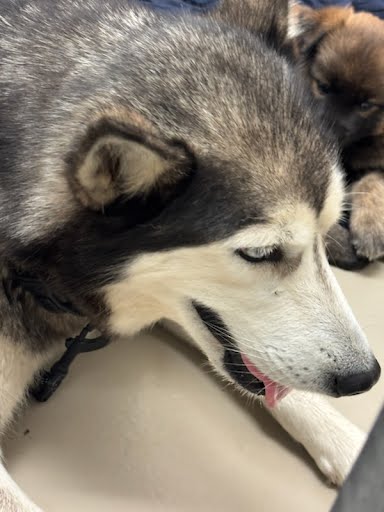 *ECHO - Siberian Husky available for adoption