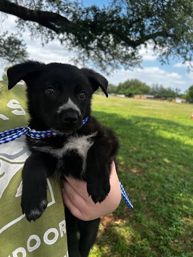 *FERRIS BUELLER - Australian Kelpie available for adoption