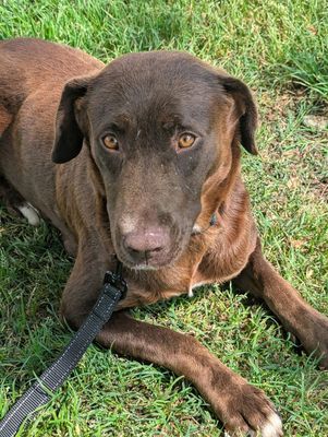 *AVERY - Labrador Retriever available for adoption