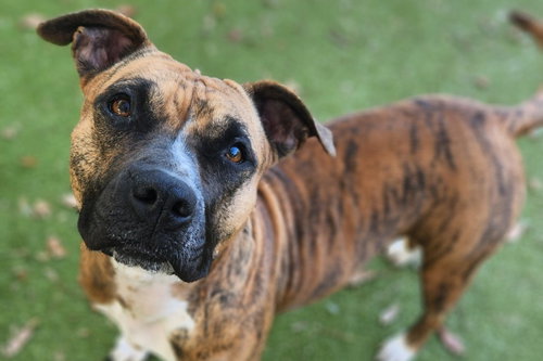 *BLESSICA - Boxer available for adoption