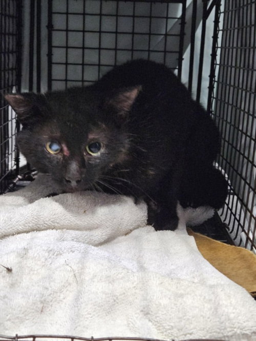 *TOASTER - Domestic Short Hair available for adoption