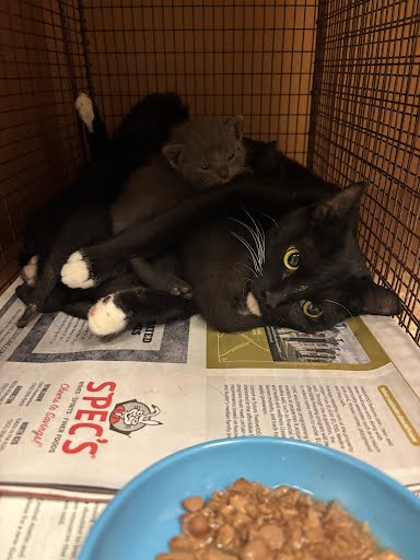 *MEADOW - Domestic Short Hair available for adoption