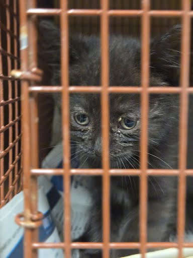 *ROSE - Domestic Short Hair available for adoption