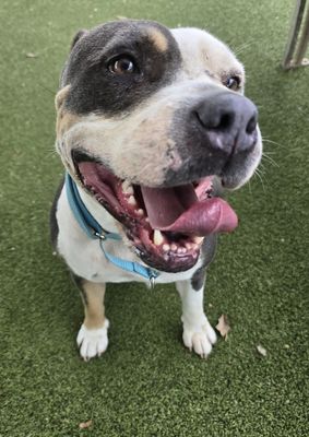 Pit Bull