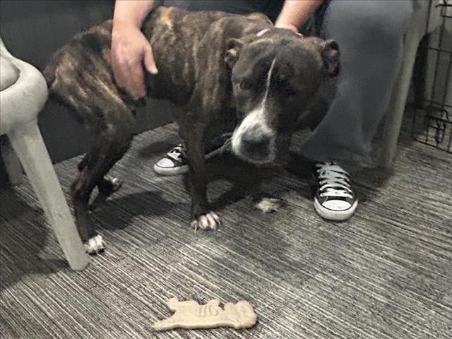 Pit Bull