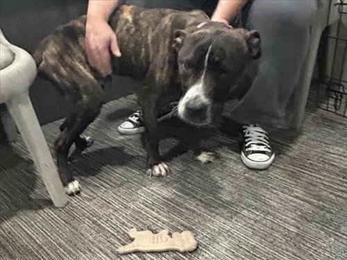ZEUS H5 - Pit Bull Terrier available for adoption