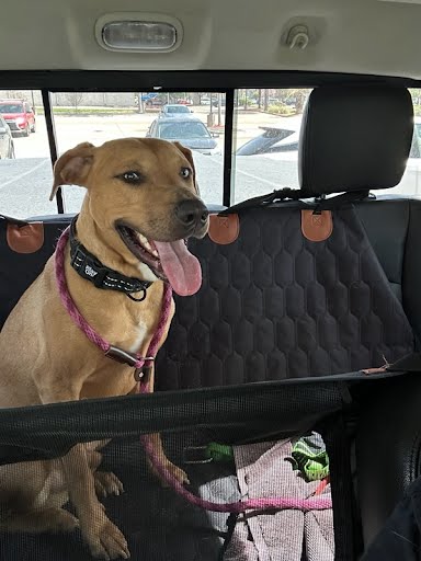 *FRISCO - Labrador Retriever / Pit Bull Terrier available for adoption