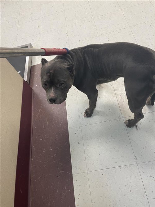 MAMBA - American Pit Bull Terrier available for adoption