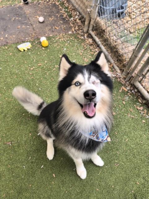 *MUPPET - Siberian Husky available for adoption