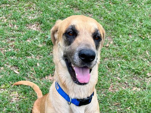*PEEP - Great Dane available for adoption