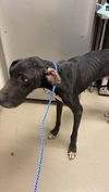 adoptable Dog in  named *OLIVE OYL