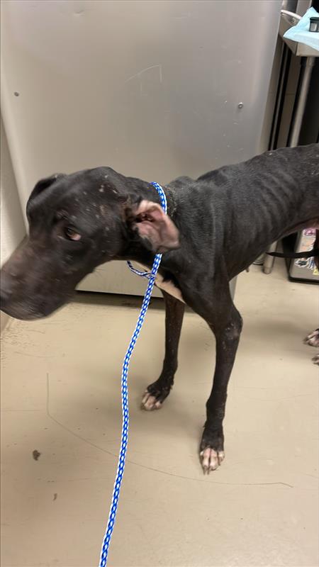 *OLIVE OYL - Great Dane available for adoption