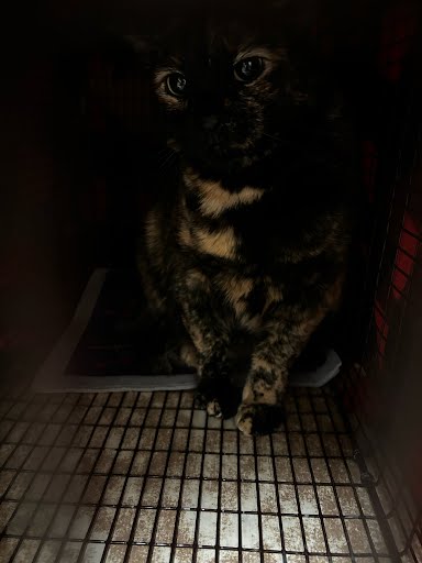 BINX - Domestic Short Hair available for adoption