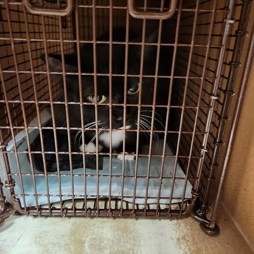 BRUNO - Domestic Short Hair available for adoption