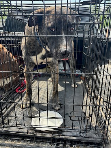*OSCAR - Labrador Retriever / Pit Bull Terrier available for adoption