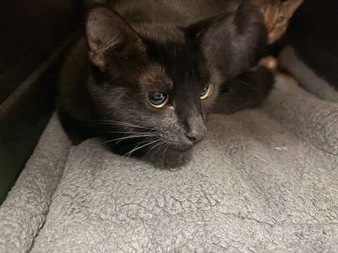 A928729 - Domestic Short Hair available for adoption