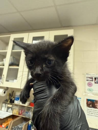 A928731 - Domestic Short Hair available for adoption