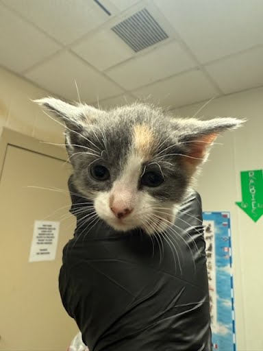 A928732 - Domestic Short Hair available for adoption