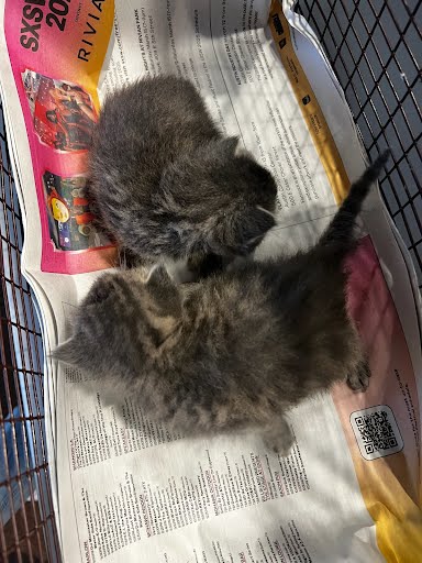 A928743 - Domestic Short Hair available for adoption