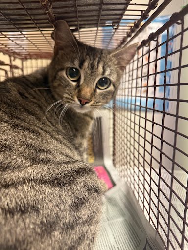 *ABBY THE TABBY - Domestic Short Hair available for adoption