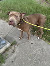 adoptable Dog in  named *PJ