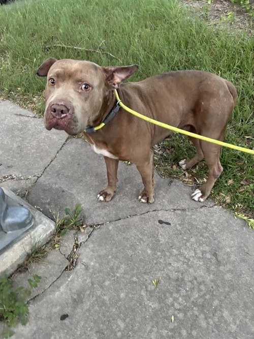 *PJ - American Staffordshire Terrier available for adoption