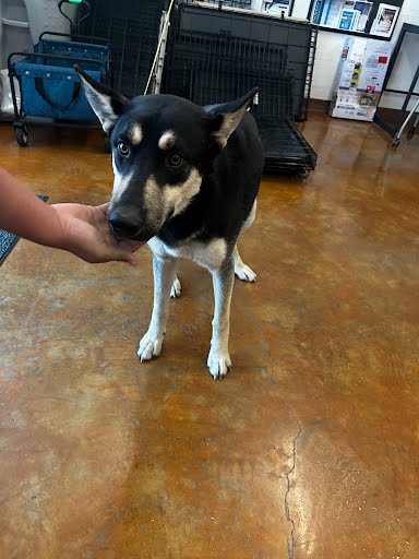 *GUS GUS - German Shepherd Dog available for adoption