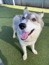 adoptable Dog in  named *SMOKE