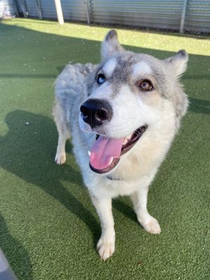 *SMOKE - Siberian Husky available for adoption
