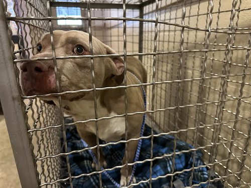 *VAEDA - Pit Bull Terrier available for adoption