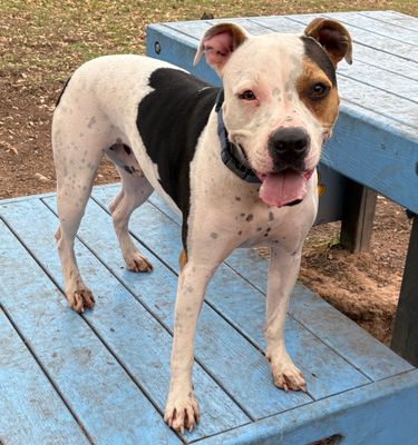MOO - American Pit Bull Terrier available for adoption