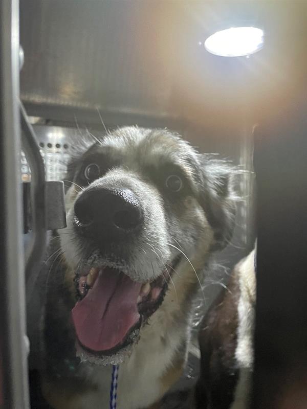 adoptable Dog in Austin, TX named *FONDUE