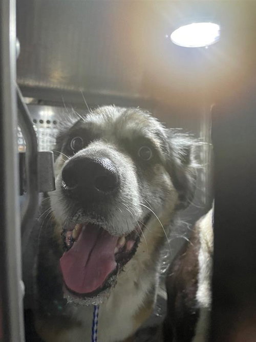 *FONDUE - Australian Shepherd available for adoption