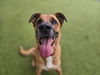 adoptable Dog in  named ORION