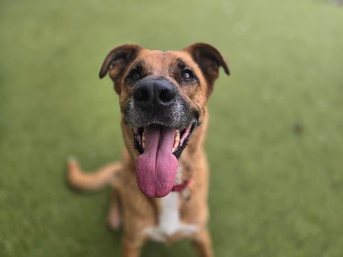 ORION - German Shepherd Dog / Labrador Retriever available for adoption