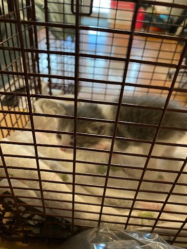 A928793 - Domestic Short Hair available for adoption