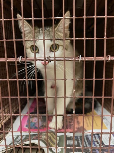 *EASTER SUNRISE - Domestic Short Hair available for adoption