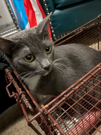GWEN - Domestic Short Hair available for adoption