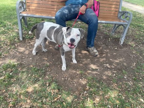 NOLA - American Bulldog available for adoption