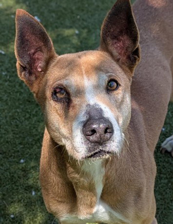 PEACHES - Pharaoh Hound available for adoption